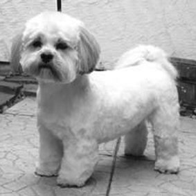 lhasa apso bamseklip